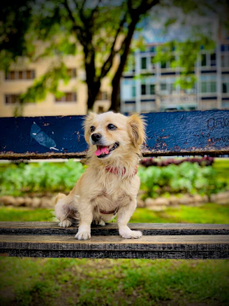 A happy dog sitting obediently next to its owner in a sunny park