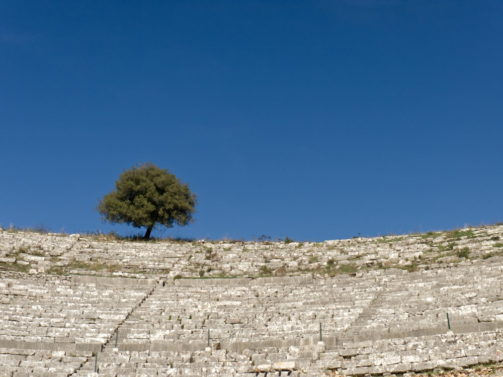 green tree on gray sand under blue sky during daytime