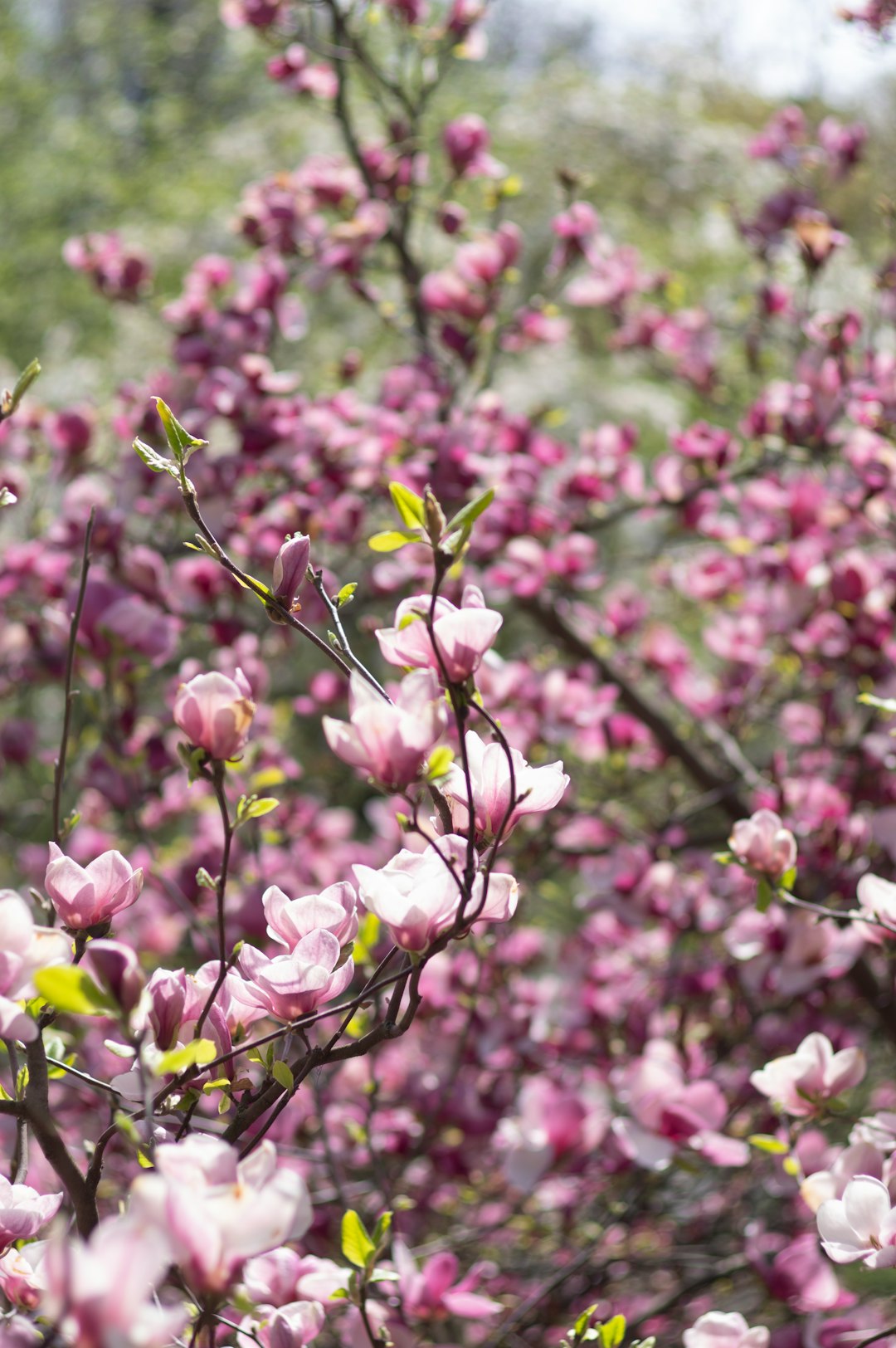 pink and white flower in tilt shift lens