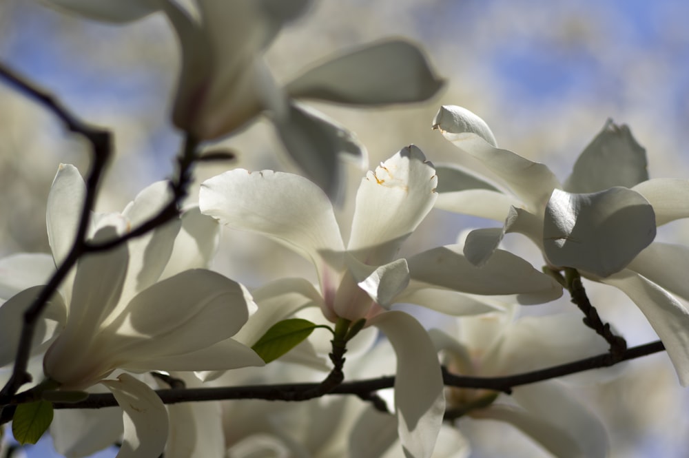 white flowers in tilt shift lens