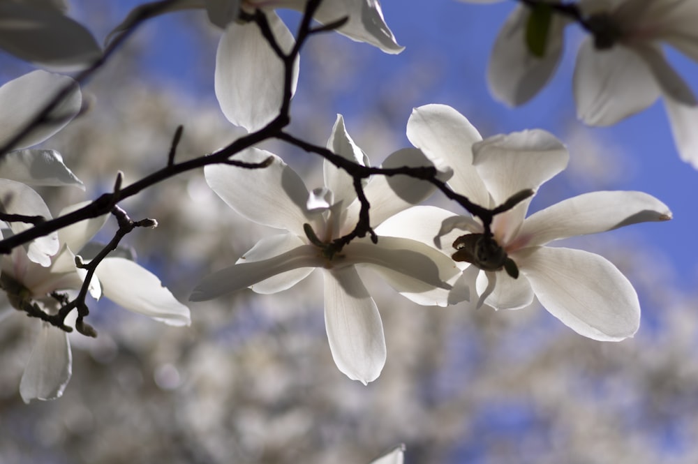 white and yellow flower in tilt shift lens