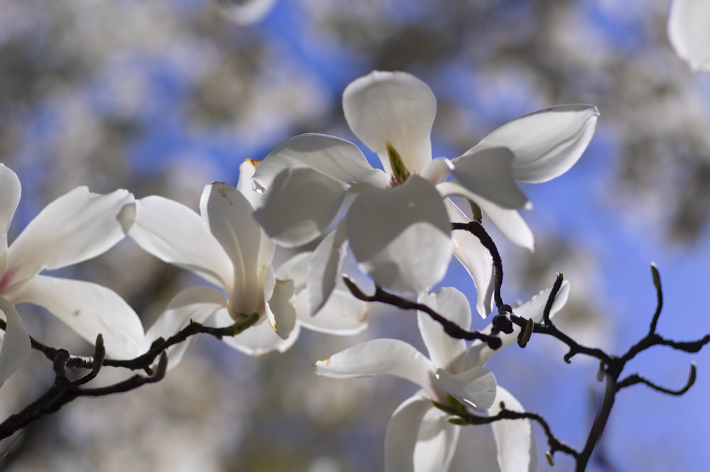 white and blue flower in close up photography