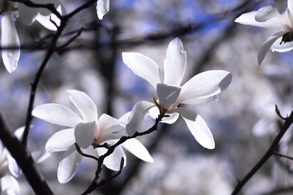 Flor blanca de 5 pétalos en flor durante el día
