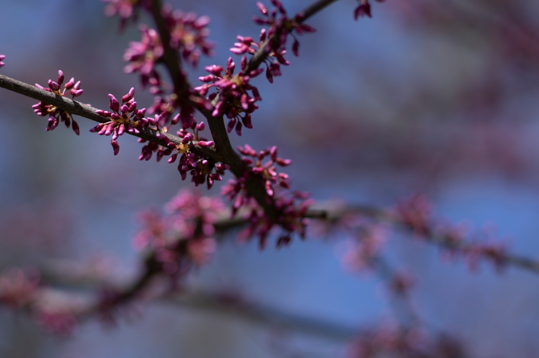 red and black plant in close up photography