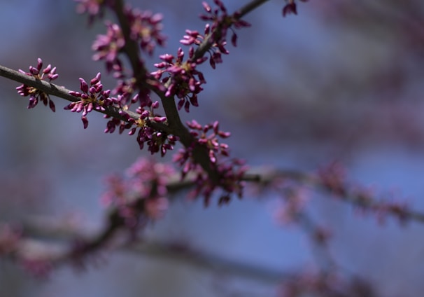 red and black plant in close up photography