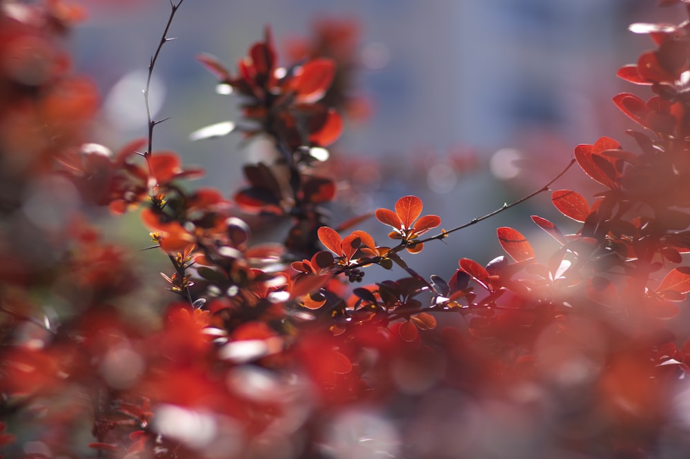 red flowers in tilt shift lens