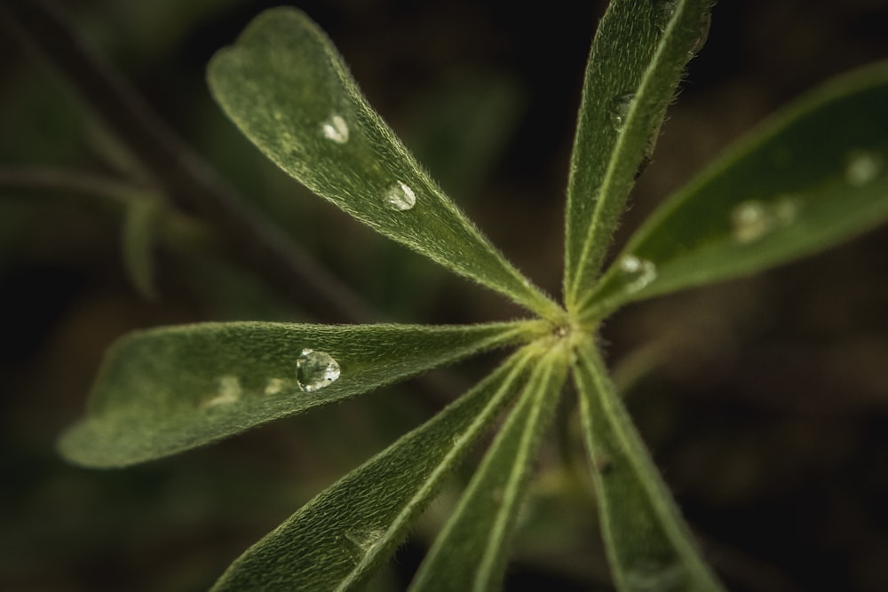 water droplets on green leaf