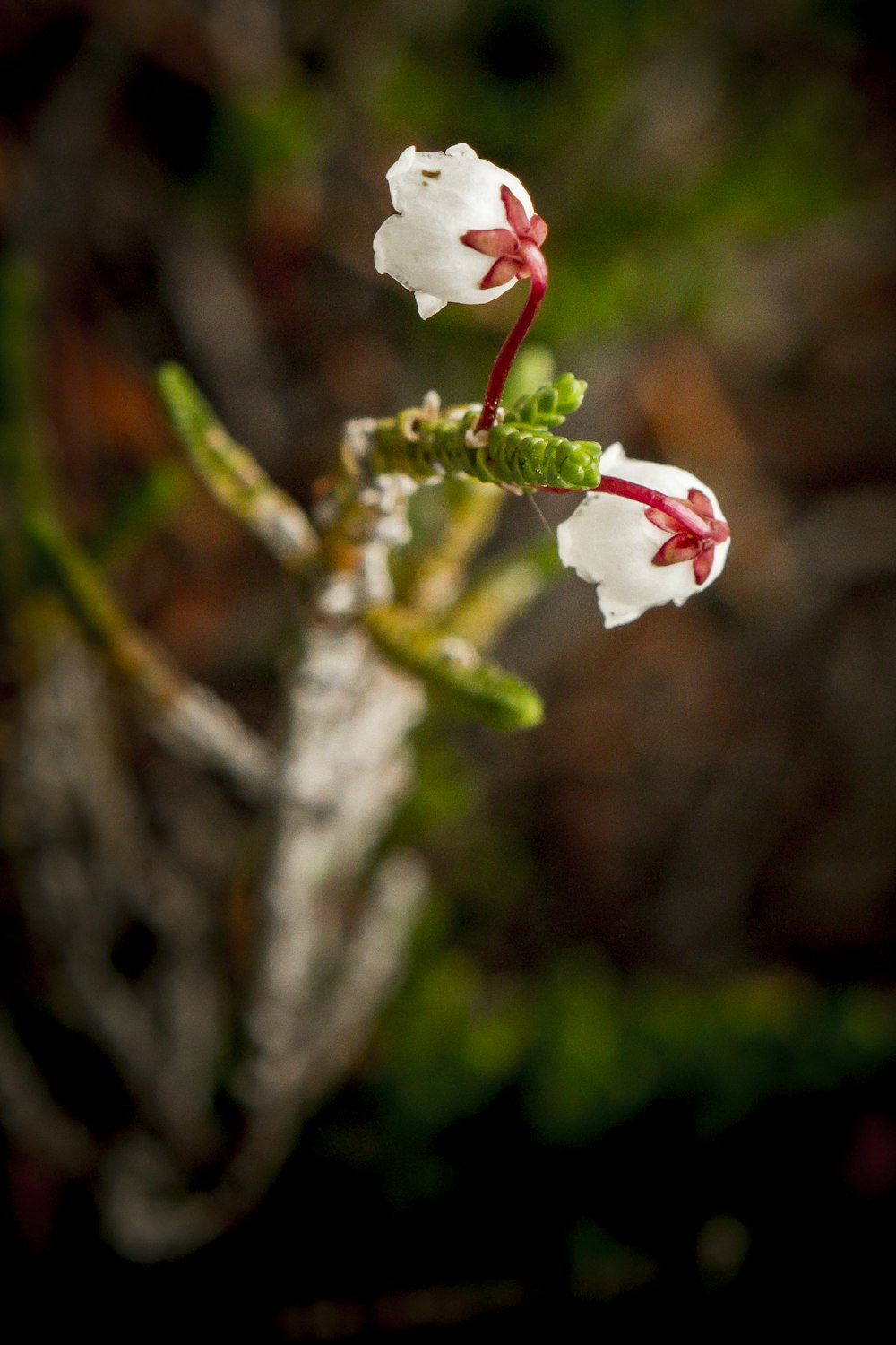 white and red flower in tilt shift lens