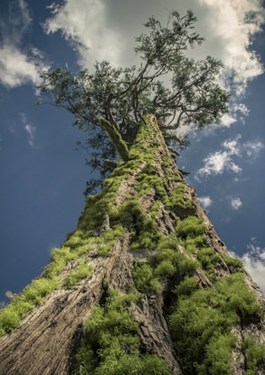green moss on brown rock formation under blue sky during daytime