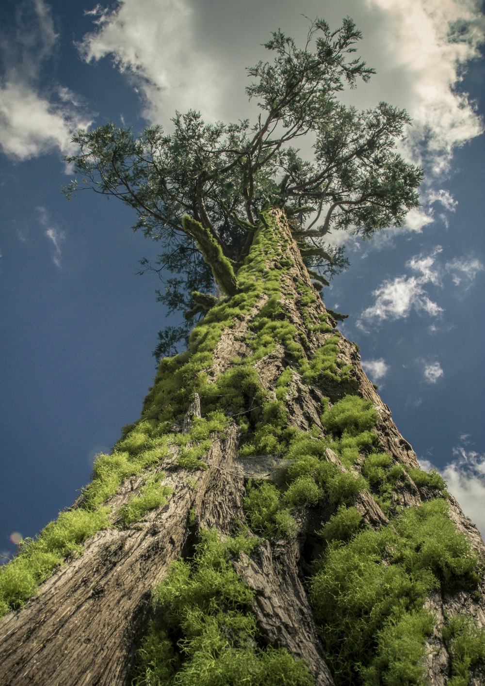 musgo verde na formação rochosa marrom sob o céu azul durante o dia