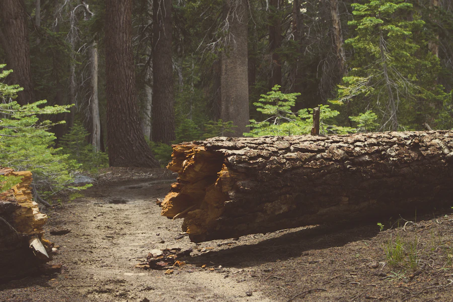 Large fallen tree limb lying on a green lawn