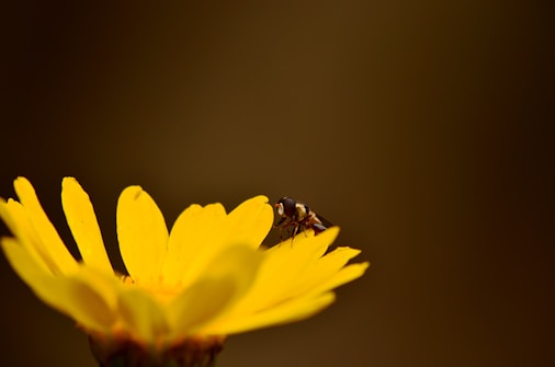 A macro photograph of a small insect perched on the edge of a vibrant yellow flower against a softly blurred dark background. The insect is delicately balanced on the petals, highlighting the intricate details of its body and wings.