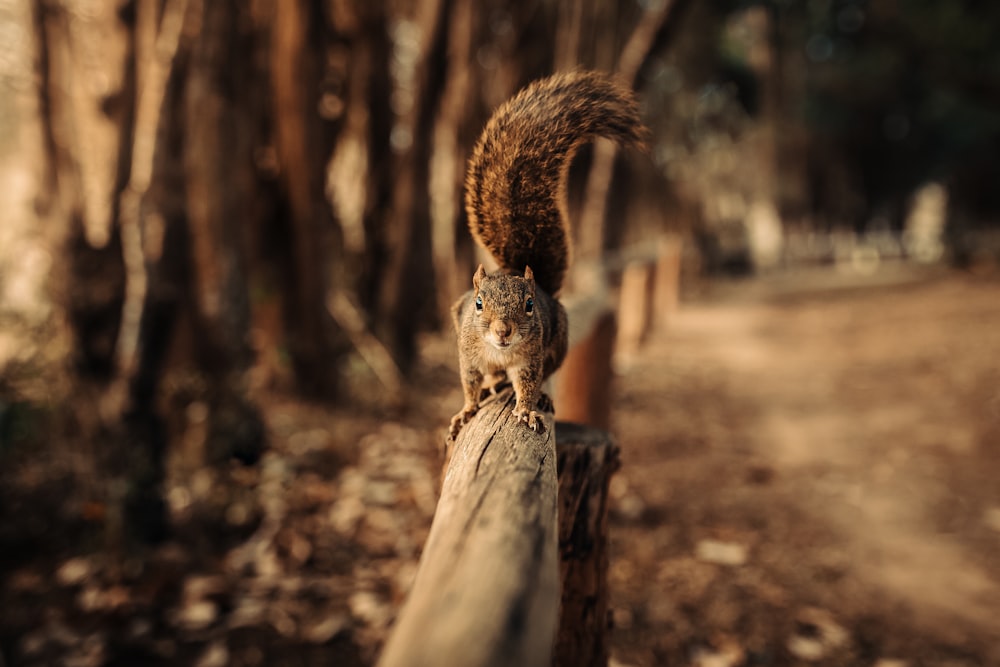 brown squirrel on brown wooden log during daytime