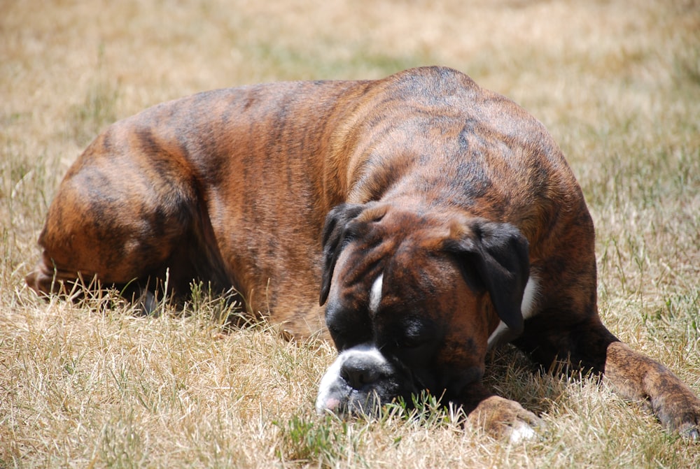 brown and white short coated dog lying on green grass during daytime