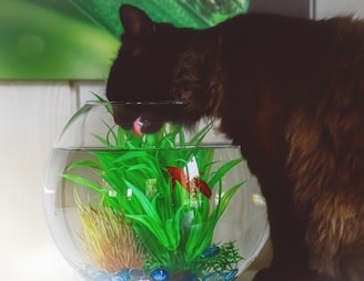 A black cat is drinking water from a glass fishbowl containing aquatic plants and a small red fish. The fishbowl is adorned with decorative pebbles at the bottom. The background is a blend of green and wooden textures.
