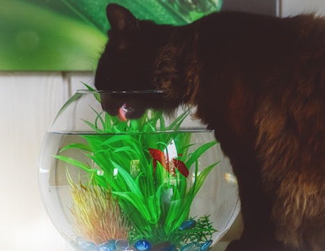 A black cat is drinking water from a glass fishbowl containing aquatic plants and a small red fish. The fishbowl is adorned with decorative pebbles at the bottom. The background is a blend of green and wooden textures.