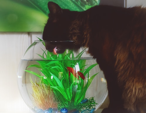 A black cat is drinking water from a glass fishbowl containing aquatic plants and a small red fish. The fishbowl is adorned with decorative pebbles at the bottom. The background is a blend of green and wooden textures.