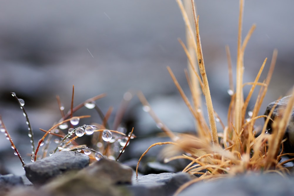 brown grass on gray rock