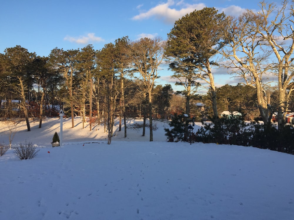 brown trees on snow covered ground under blue sky during daytime