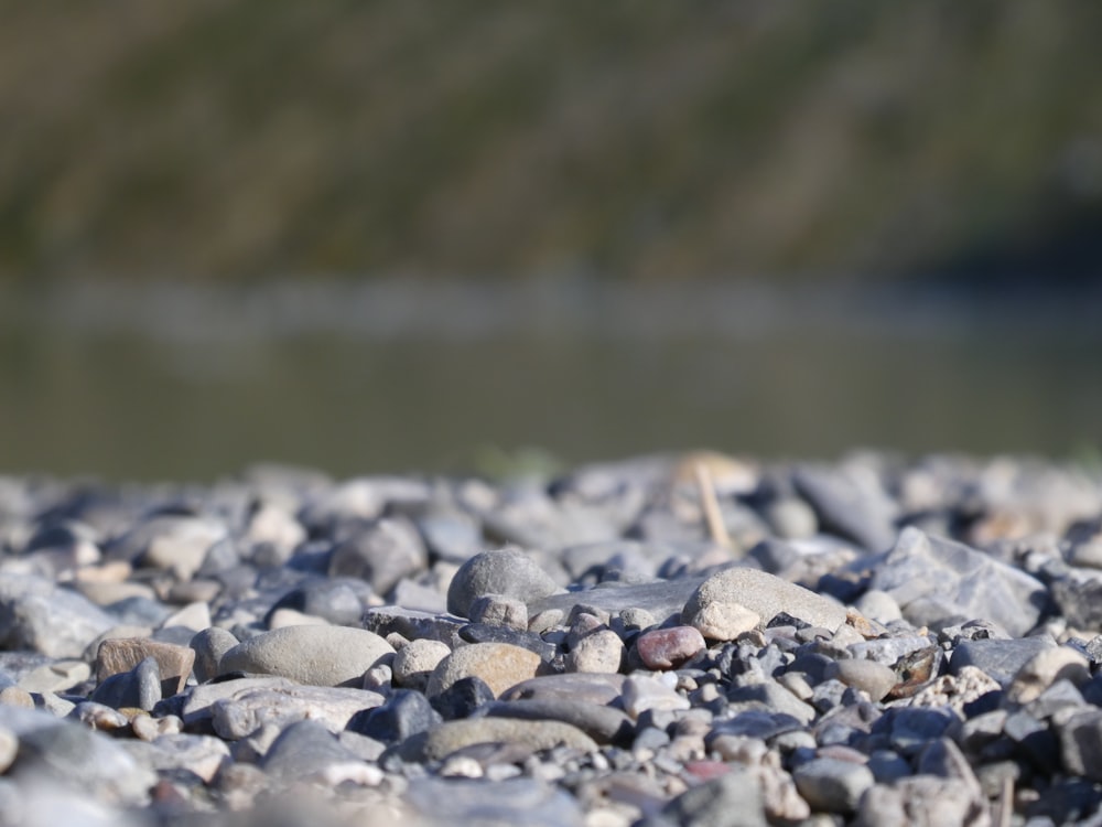 Piedras grises y blancas cerca del cuerpo de agua durante el día