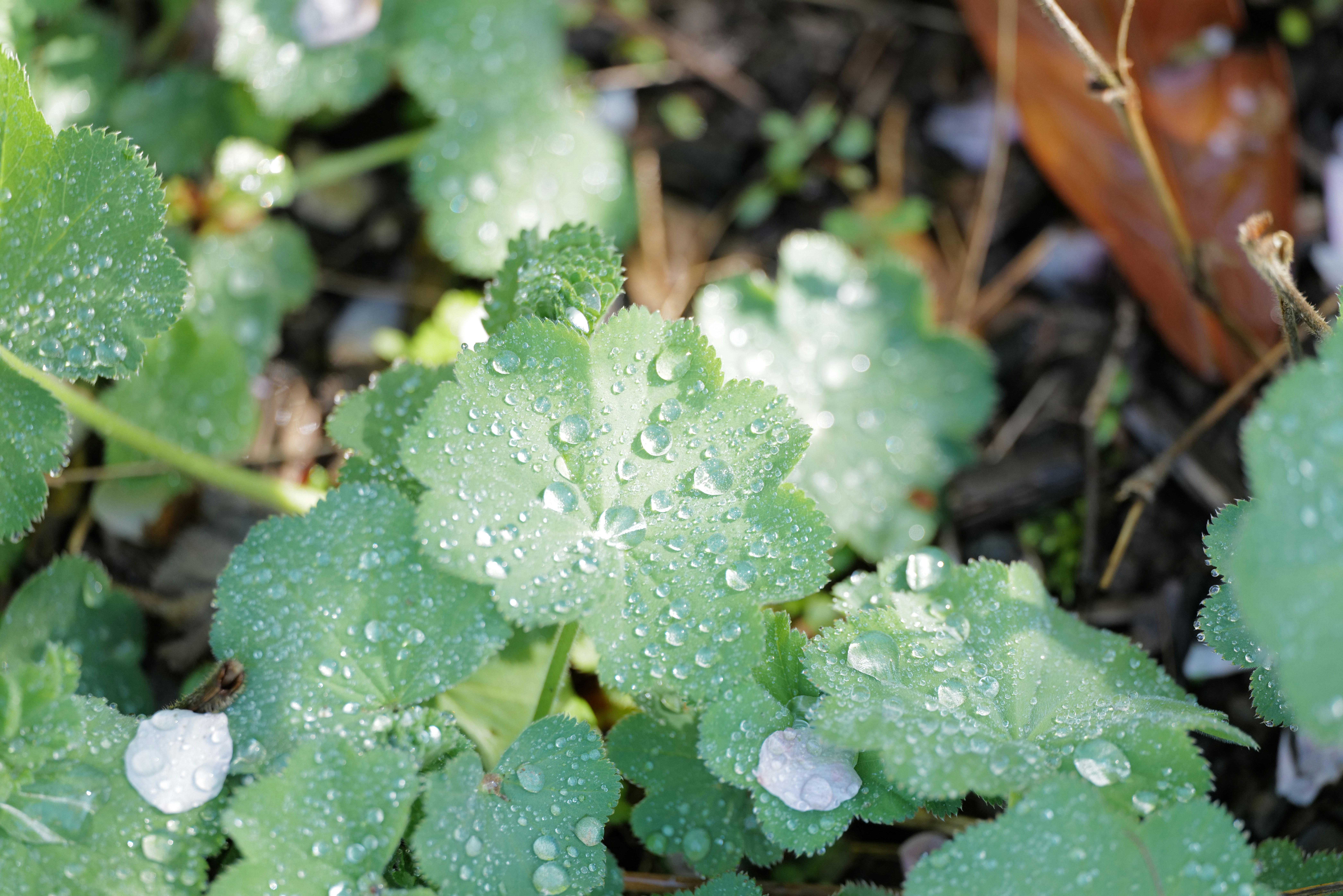 Photo by georgeiermann