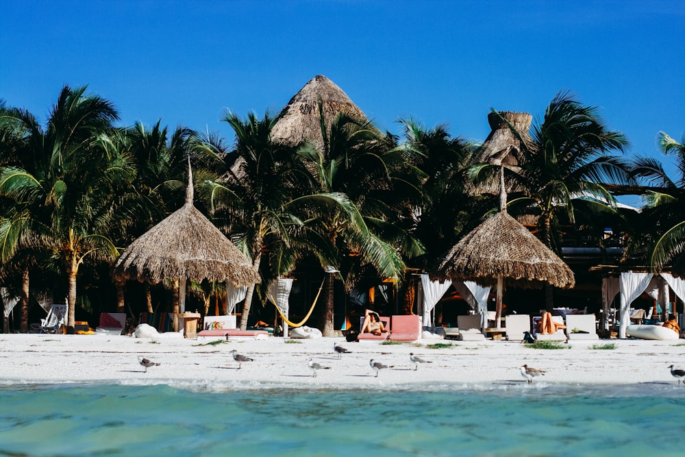 people on beach near brown nipa hut during daytime