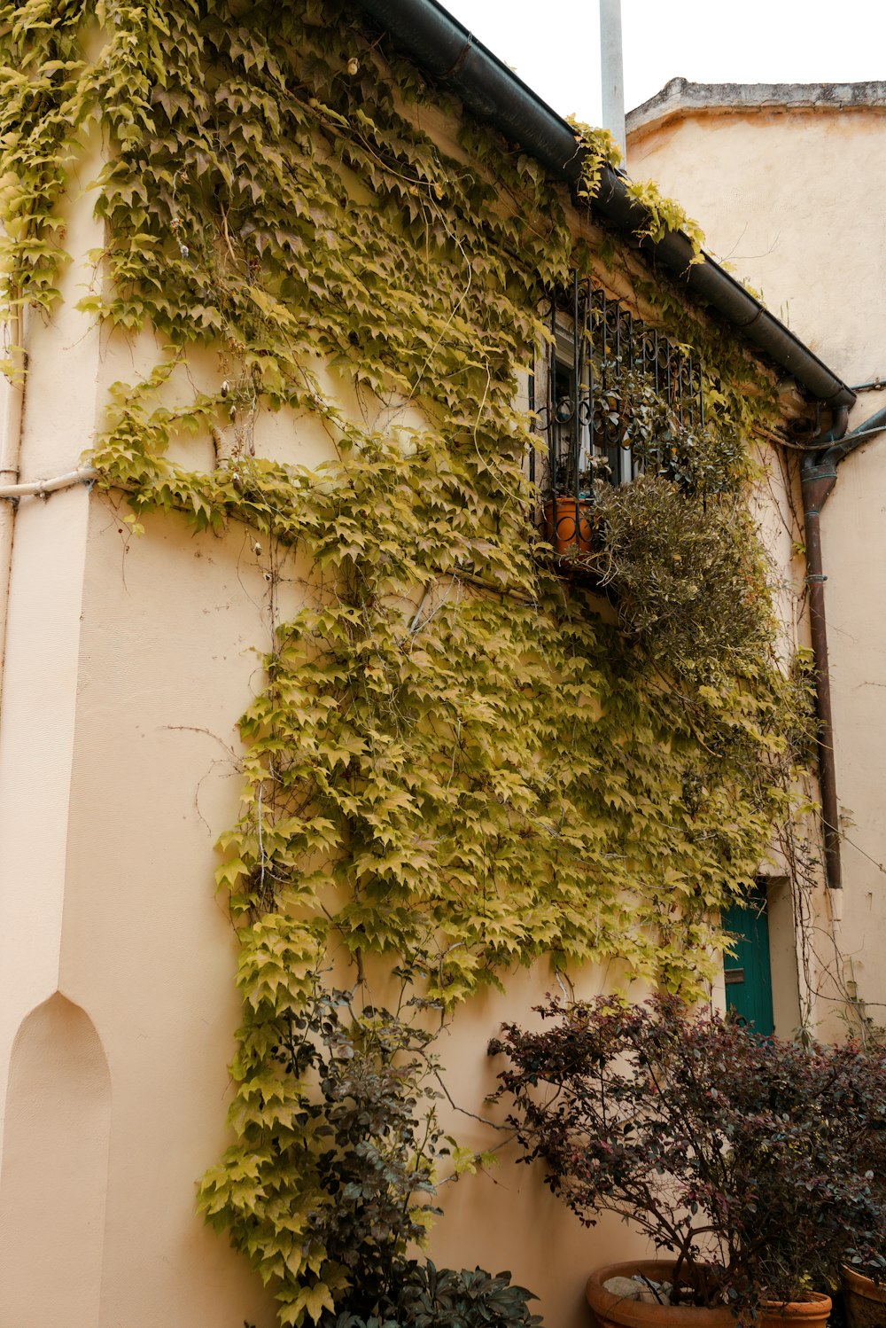 green vine plant on white concrete building