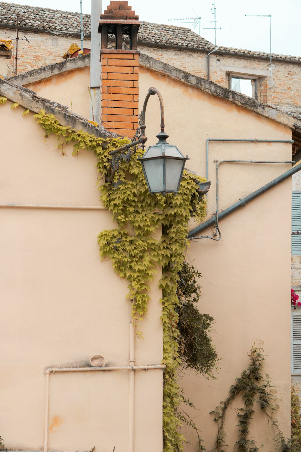 green vine plant on white wall