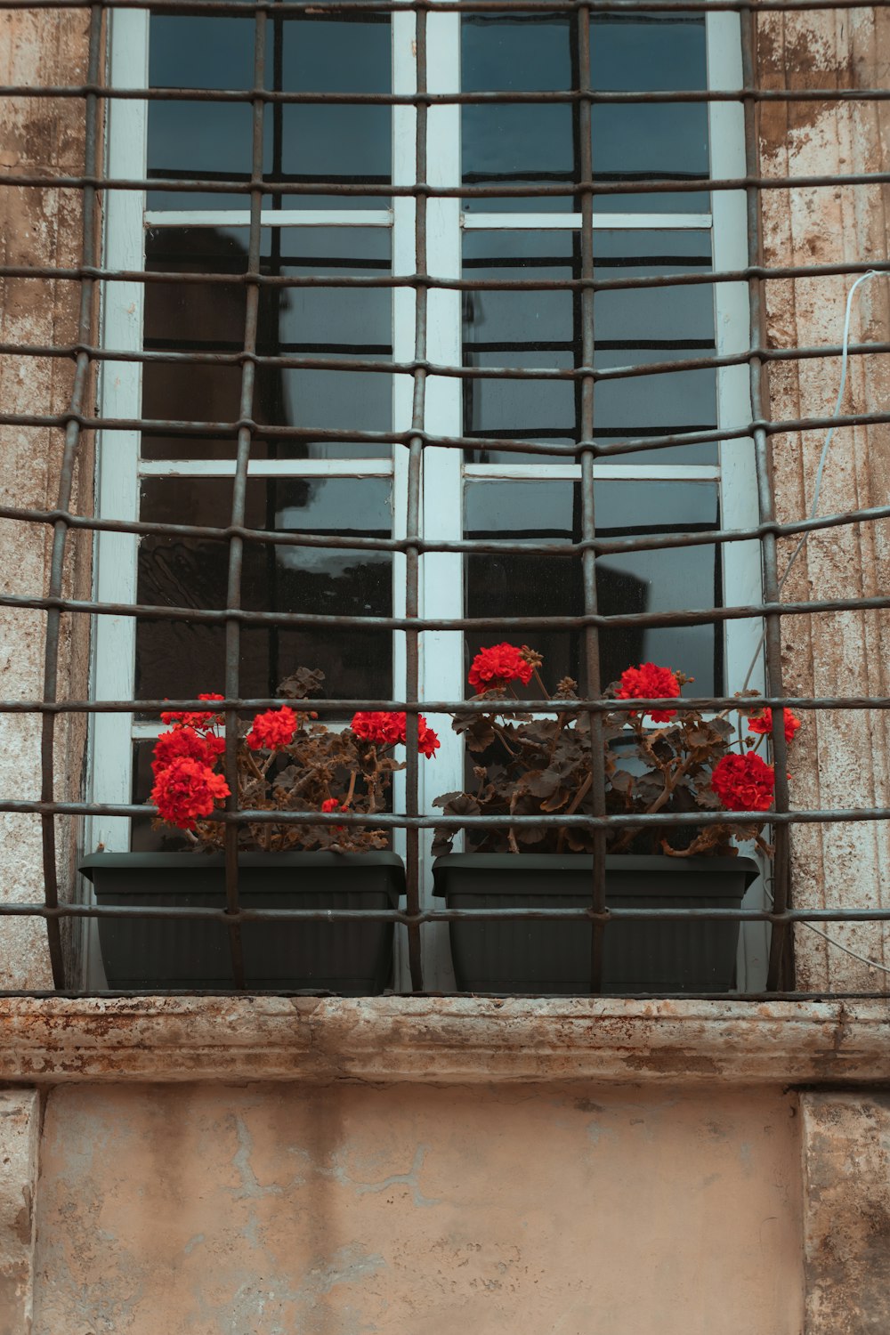 red flowers on window during daytime