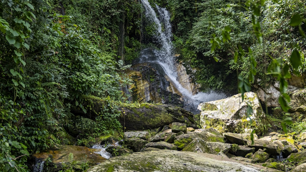 water falls in the middle of the forest