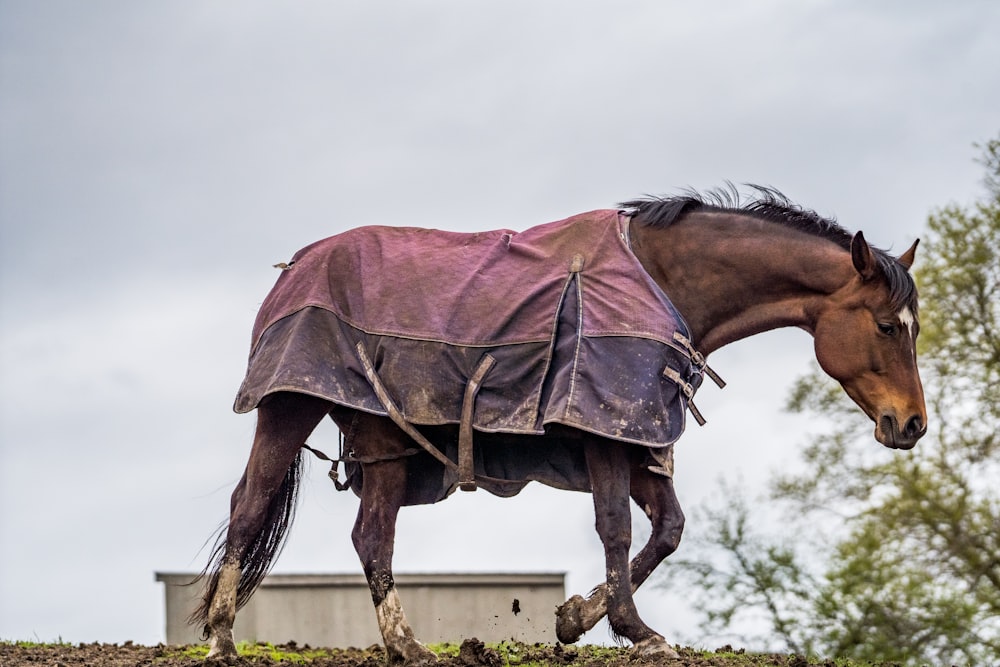 brown horse in a field during daytime