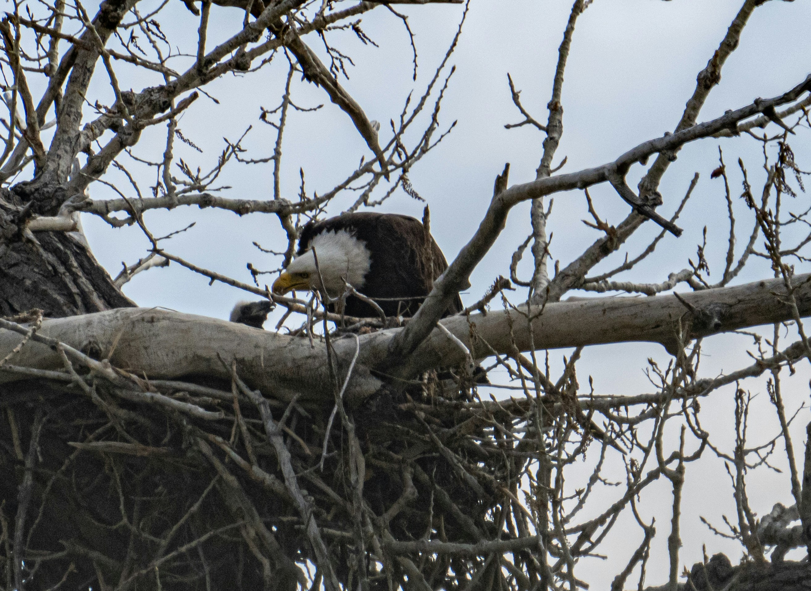Big Bear Eaglet Takes Flight: A New Adventure Begins