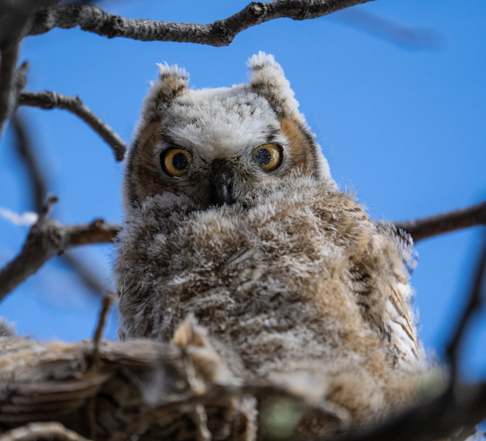 brown owl on brown tree branch during daytime