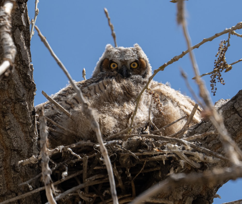 owl on brown tree branch during daytime