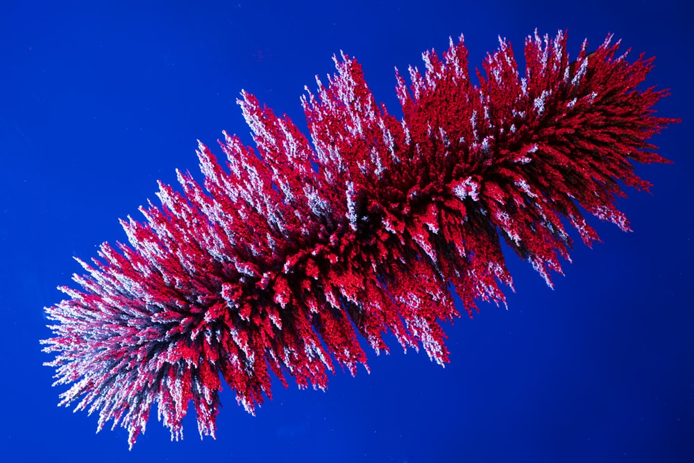 red and white plant on blue background