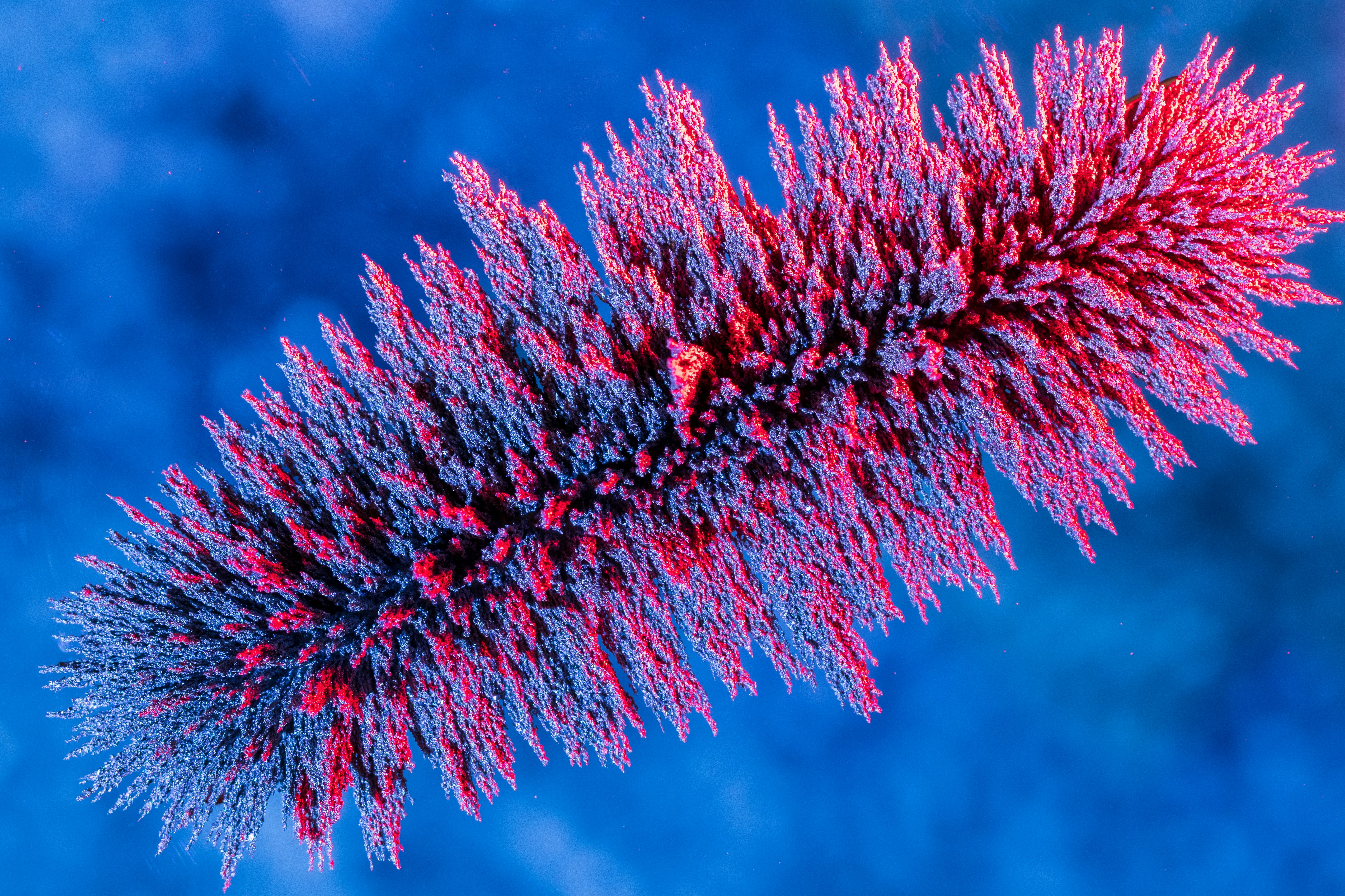 Red and white plant under blue sky photo Free Fleetwood Image on Unsplash