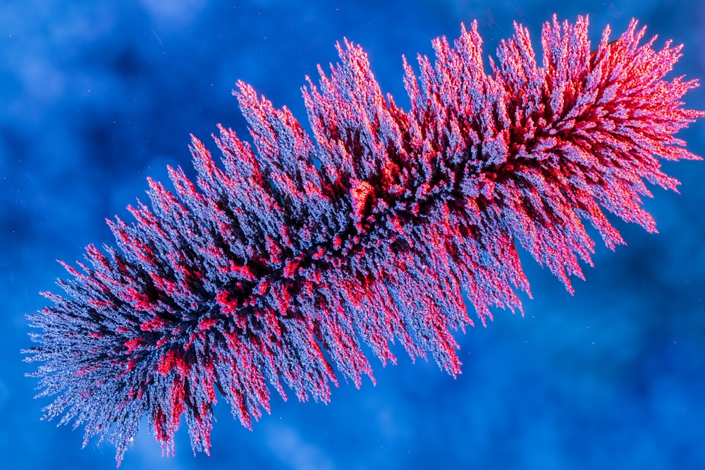 red and white plant under blue sky