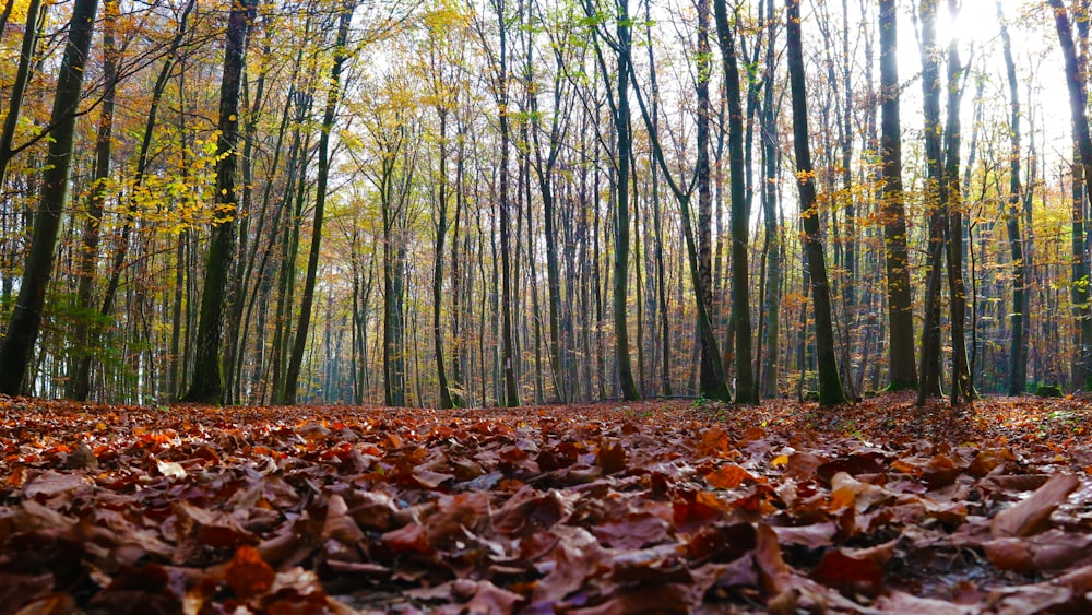 brown leaves on ground surrounded by trees
