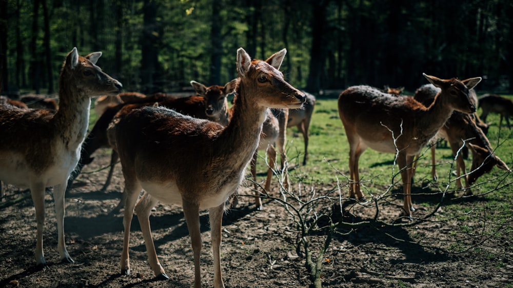 brown deer on brown soil during daytime