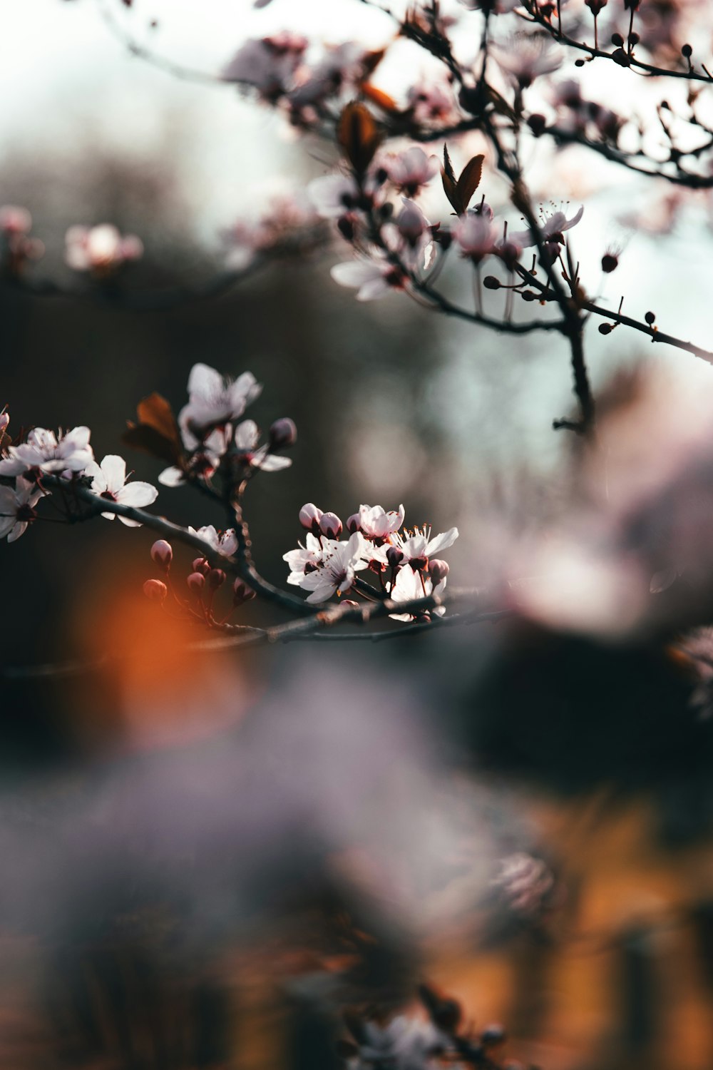 white flowers in tilt shift lens