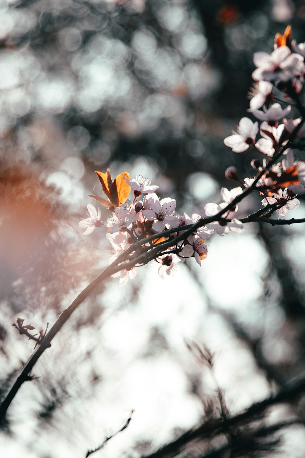 틸트 시프트 렌즈의 갈색과 흰색 꽃