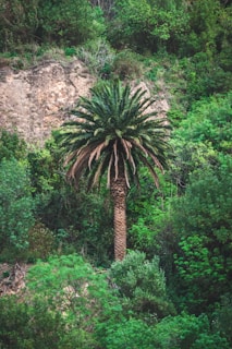 A tall palm tree stands amidst dense green foliage and vegetation against a backdrop of rocky terrain in a natural setting.