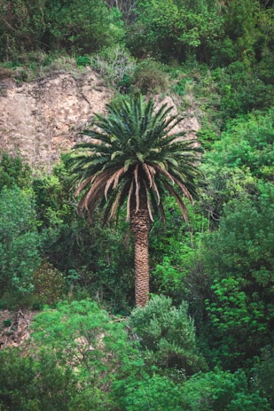 A tall palm tree stands amidst dense green foliage and vegetation against a backdrop of rocky terrain in a natural setting.