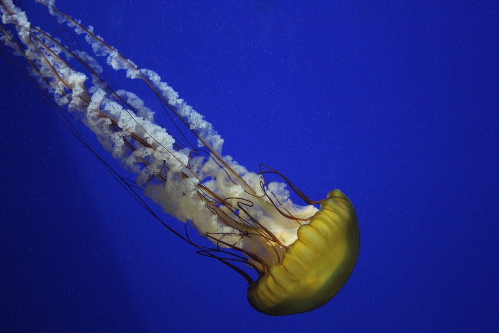 brown jellyfish in blue water