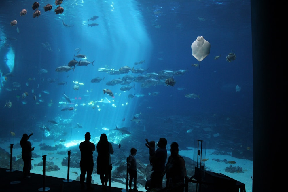 silhouette of people standing in front of aquarium with white fish