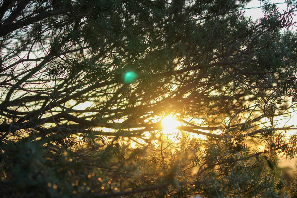 sun behind green trees during daytime