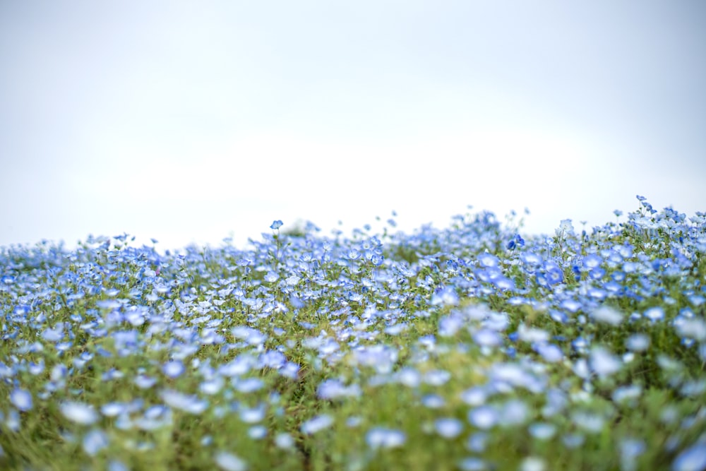 campo de flores verdes e brancas