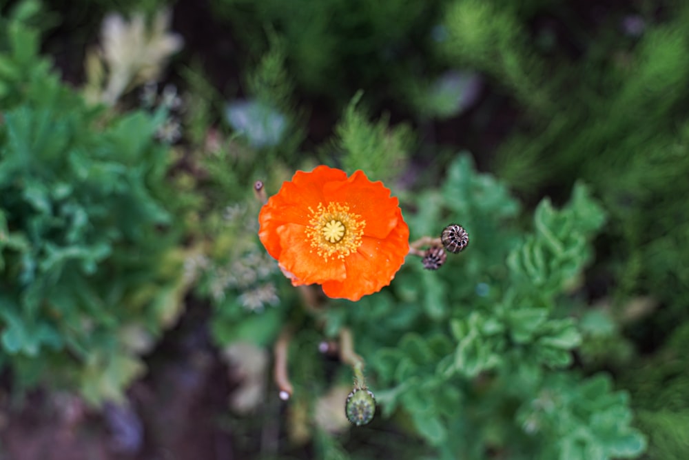 orange flower in tilt shift lens