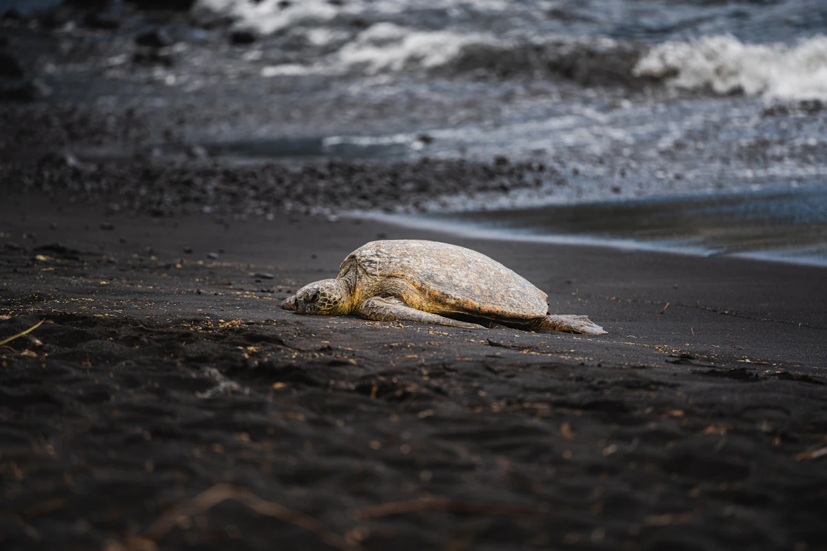 A green turtle returning to the sea across the sand at Sukamade beach at first light