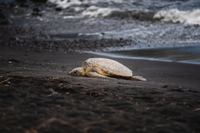 Black sand beach with ocean and sea turtle